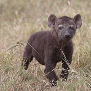 Spotted Hyena (Crocuta crocuta) pup, standing in grass, Masai Mara, Kenya