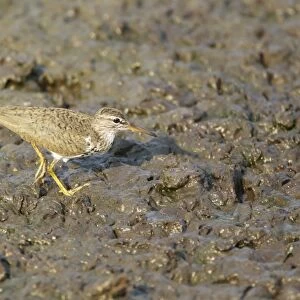 Spotted Sandpiper (Actitis macularia) adult, breeding plumage, walking on mud, South Padre Island, Texas, U. S. A. may