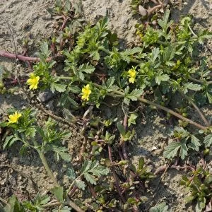 Spreading Cinquefoil (Potentilla supina) flowering, Malancrav, Transylvania, Romania, october