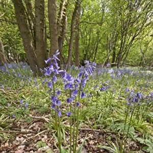 Spring carpet of Bluebells in Calke wood Suffolk