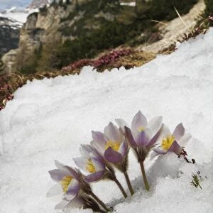 Spring Pasqueflower (Pulsatilla vernalis) flowering, emerging through snow on high mountain habitat, Dolomites