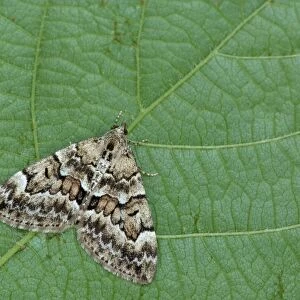 Spruce Carpet Moth (Thera britannica) adult, resting on leaf, Cannobina Valley, Italian Alps, Piedmont, Northern Italy