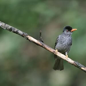 Square-tailed Bulbul (Hypsipetes ganeesa humii) adult, perched on twig in lowland rainforest, Sinharaja Forest Reserve