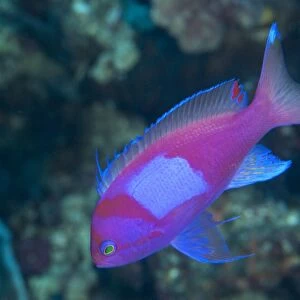 Squarespot Anthias (Pseudanthias pleurotaenia) adult, swimming in reef, Wetar Island, Barat Daya Islands