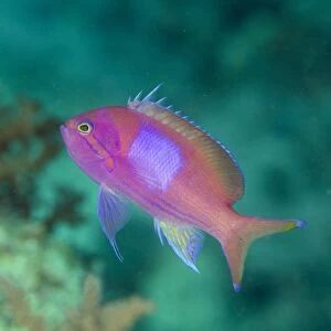 Squarespot Anthias (Pseudanthias pleurotaenia) adult, swimming, Tanjung Bacatan, Kawula Island, Alor Archipelago