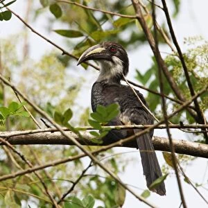 Sri Lanka Grey Hornbill (Ocyceros gingalensis) adult female, perched on branch, Kitulgala, Sri Lanka, december