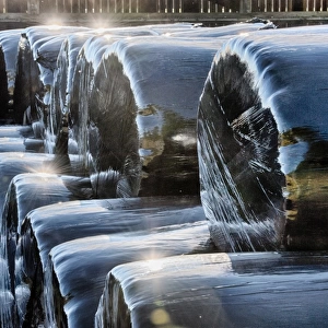 Stack of plastic wrapped round silage bales, Dinkling Green Farm, Whitewell, Forest of Bowland, Lancashire, England