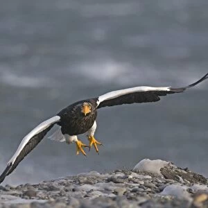 Steller's Sea-eagle (Haliaeetus pelagicus) adult, in flight, taking off from beach, Shiretoko Peninsula, Hokkaido, Japan, winter