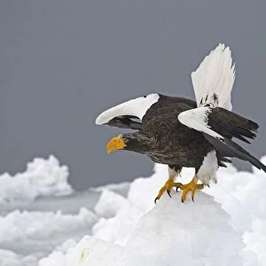 Steller's Sea-eagle (Haliaeetus pelagicus) adult, standing on sea ice, Nemuro Channel, off Rausu, Hokkaido, Japan, winter