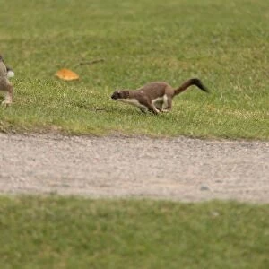 Stoat (Mustela erminea) adult, chasing European Rabbit (Oryctolagus cuniculus) prey, Riverside Country Park, Kent