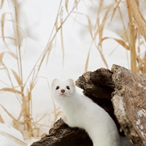 Stoat (Mustela erminea) adult, in ermine white winter coat, climbing over log in snow, Minnesota, U. S. A