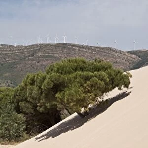 Stone pine trees are engulfed by the moving sand dunes of Andalusia, Spain. Note the wind turbines on the hills