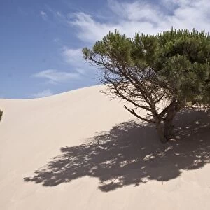 Stone pine trees are engulfed by the moving sand dunes of the Coto Donana, Spain