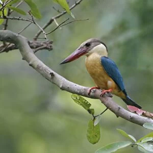 Stork-billed Kingfisher (Pelargopsis capensis malaccensis) adult, perched on branch, Polonnaruwa N. P
