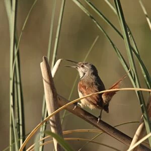 Straight-billed Reedhaunter (Limnoctites rectirostris) adult, singing, perched on stem, Reserva Natural Otamendi, Buenos Aires, Argentina, october