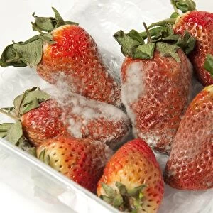 Strawberry (Fragaria sp. ) fruit, covered with mould in plastic container, Norfolk, England, April