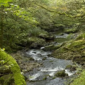 Stream flowing through deciduous woodland habitat, East Lyn River Valley, Exmoor N. P. Devon, England, October