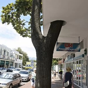 Street tree growing through building in town, Stellenbosch, Western Cape, South Africa