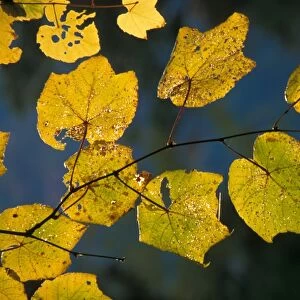 Striped Maple (Acer pensylvanicum) Backlit in Fall/Autumn colour - Appalachians USA