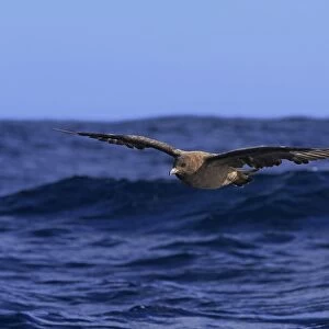 Subantarctic Skua (Stercorarius lonnbergi) adult, in flight low over sea, Cape of Good Hope, Western Cape