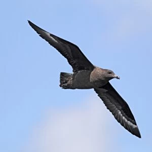 Subantarctic Skua (Stercorarius lonnbergi) adult, in flight over sea, off Cape Town, Western Cape, South Africa