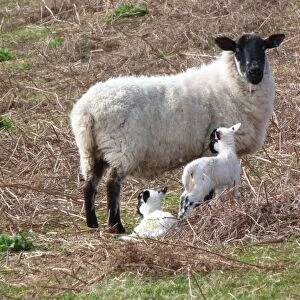 Suffolk cross ewe with young lambs