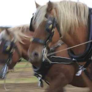 Punch di Suffolk a testa chiusa due aratura all'All Welsh Vintage Plowing Match vicino a Walton in Powis nel Galles Punch di Suffolk a testa chiusa due aratura all'All Welsh Vintage Plowing Match vicino a Walton in Powis nel Galles