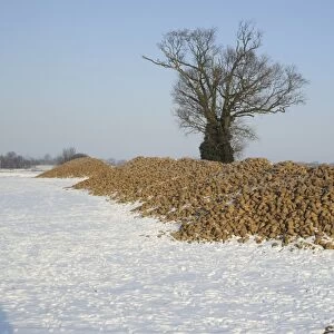 Sugar Beet (Beta vulgaris) harvested crop, heap of roots in snow covered field with deer footprints, near Tattingstone
