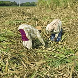 Sugarcane (Saccharum officinarum) crop, workers hand picking cut stems, Theni, Tamil Nadu, India