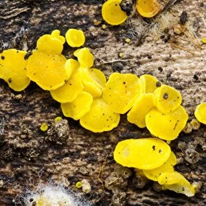 Sulphur Disco (Bisporella sulfurina) fruiting bodies, growing on dead wood, with fungal hyphae visible at lower left
