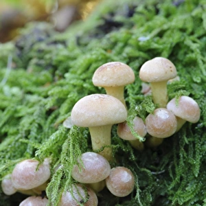 Sulphur Tuft Fungi (Hypholoma fasciculare) fruiting bodies, growing amongst moss in woodland, Cannock Chase