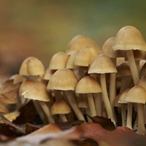 Sulphur Tuft Fungi (Hypholoma fasciculare) fruiting bodies, growing in woodland leaf litter, West Sussex, England