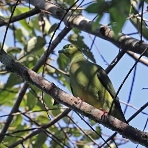 Sumatran Green-pigeon (Treron oxyurus) adult, perched on branch, Kerinci Seblat N. P