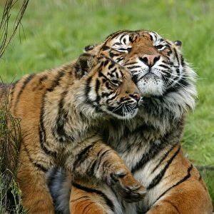 Sumatran Tiger (Panthera tigris sumatrae) adult female with cub, rubbing heads (captive)