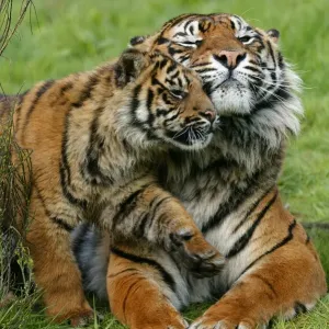 Sumatran Tiger Print: Female and Cub in Captive Head-Rubbing Behavior Sumatran Tiger Print: Female and Cub in Captive Head-Rubbing Behavior