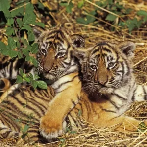 Sumatran Tiger Cub Print Sumatran Tiger Cub Print