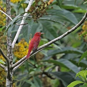 Summer Tanager (Piranga rubra) adult male, perched on branch, Rio Indio, Panama, October