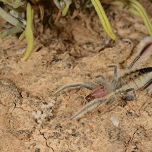 Sun-spider (Solpugella sp. ) adult, on dry ground in desert, South Africa, February