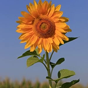 Sunflower (Helianthus sp. ) close-up of flower, growing in field, Ellerstadt, Rhineland-Palatinate Germany, august