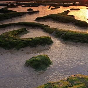 Sunset over river estuary habitat at low tide, Levington Creek, River Orwell, Suffolk, England