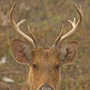 Swamp Deer (Rucervus duvaucelii duvaucelii) soft-ground form, immature male, close-up of head
