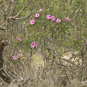 Swazi Lily (Adenium swazicum) flowering, Kruger N. P. Great Limpopo Transfrontier Park, South Africa, November