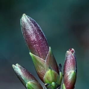 Sycamore (Acer pseudoplatanus) Buds