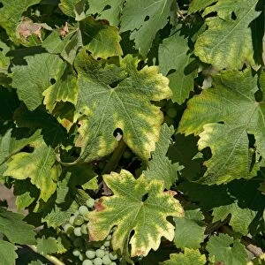 Symptoms of magnesium deficiency on grapevines in fruit in gironde, France, August