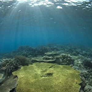 Table Coral (Acropora sp. ) in reef habitat, Ameth Point, Nusa Laut, near Ambon Island, Maluku Islands, Banda Sea, Indonesia