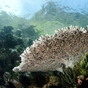 Table coral in reef habitat, Horseshoe Bay, Nusa Kode, Rinca Island, Komodo N. P. Lesser Sunda Islands, Indonesia, March