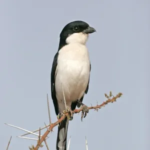 Taita Fiscal Print - Adult Perched on Acacia Branch Taita Fiscal Print - Adult Perched on Acacia Branch
