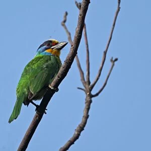 Taiwan Barbet (Megalaima nuchalis) adult, perched on branch, Taiwan, April