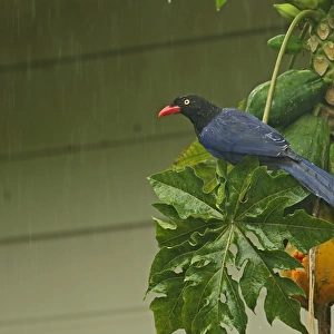 Taiwan Blue Magpie (Urocissa caerulea) adult, feeding on Papaya (Carica papaya) fruit during rainfall, Taiwan, April