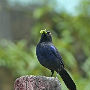 Taiwan Whistling-thrush (Myophonus insularis) adult, with insect prey in beak, perched on post during rainfall, Taiwan
